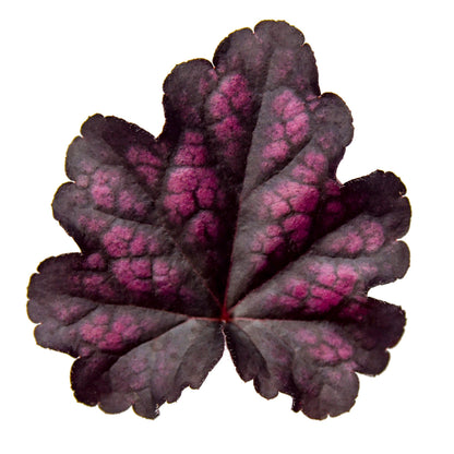 Dolce® 'Sultry Night' Coral Bells (Heuchera) | Proven Winners® New Variety 2026