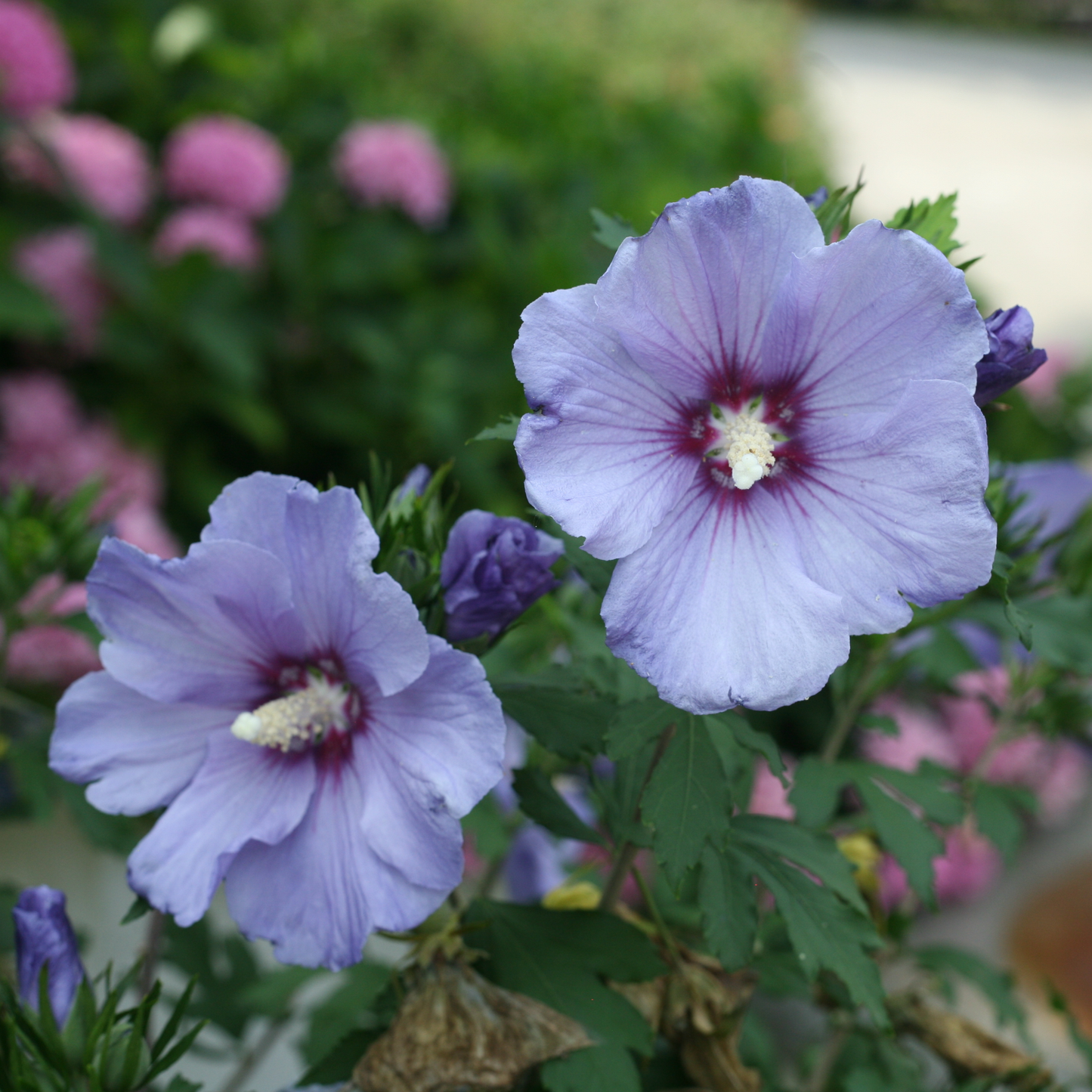 Azurri Blue Satin® Rose of Sharon (Hibiscus syriacus)