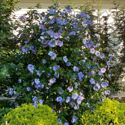 Azurri Blue Satin® Rose of Sharon (Hibiscus syriacus)