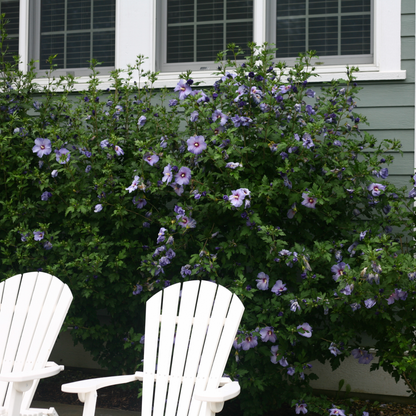 Azurri Blue Satin® Rose of Sharon (Hibiscus syriacus)