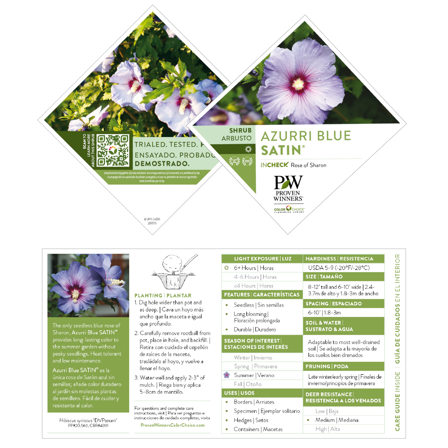 Azurri Blue Satin® Rose of Sharon (Hibiscus syriacus)