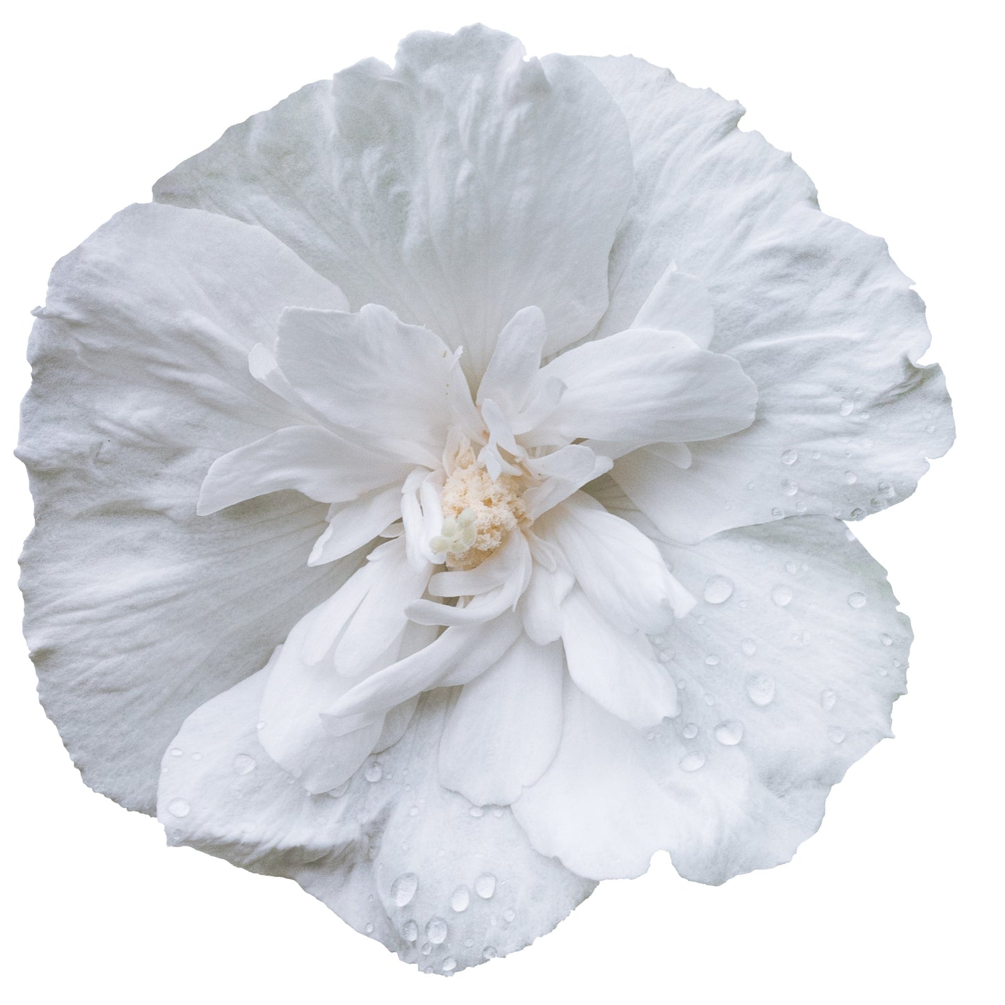 White Chiffon® Rose of Sharon (Hibiscus syriacus)