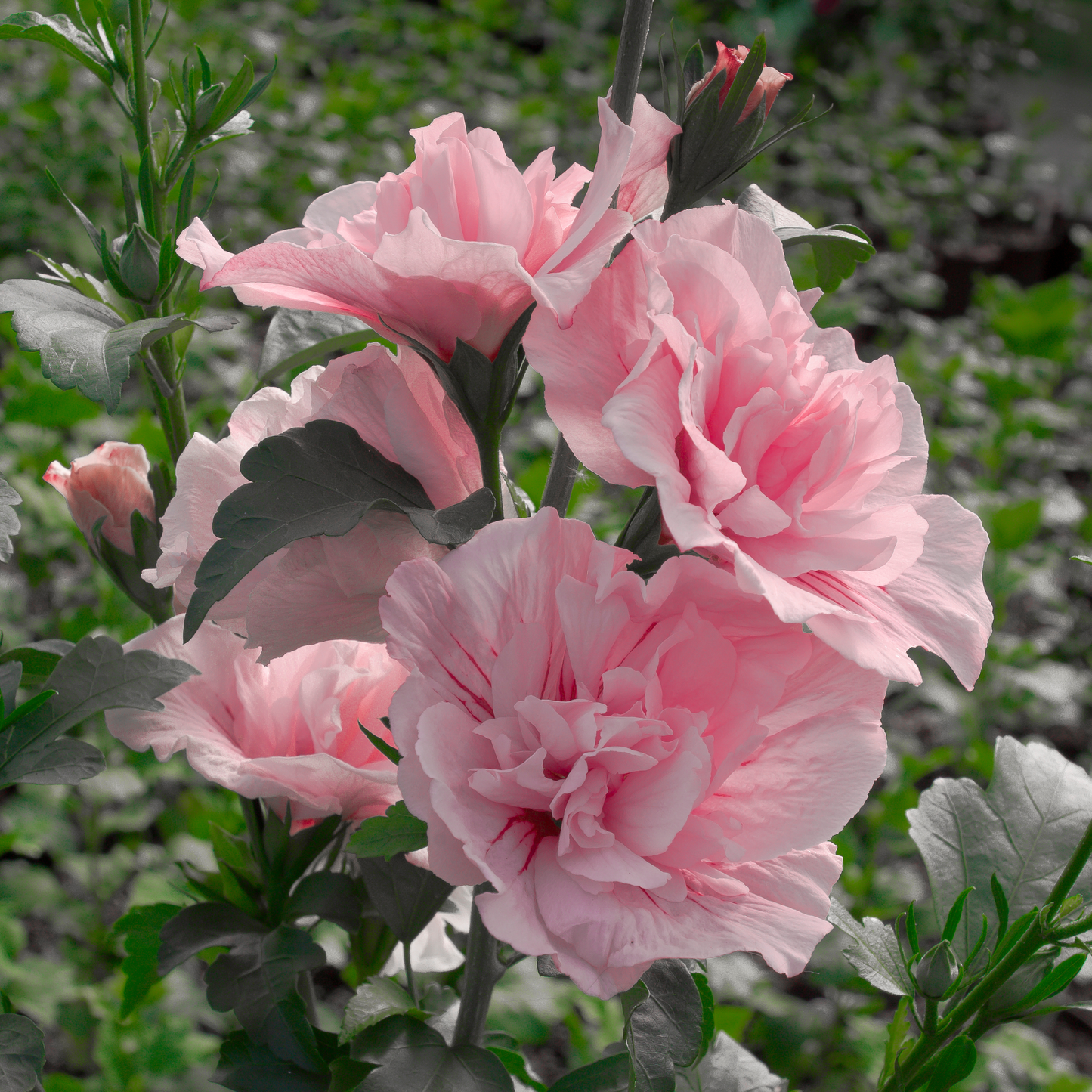 Pink Chiffon® Rose of Sharon (Hibiscus syriacus)