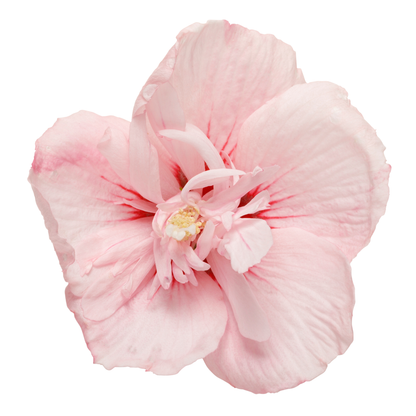 Pink Chiffon® Rose of Sharon (Hibiscus syriacus)