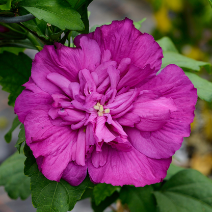Magenta Chiffon® Rose of Sharon (Hibiscus syriacus)