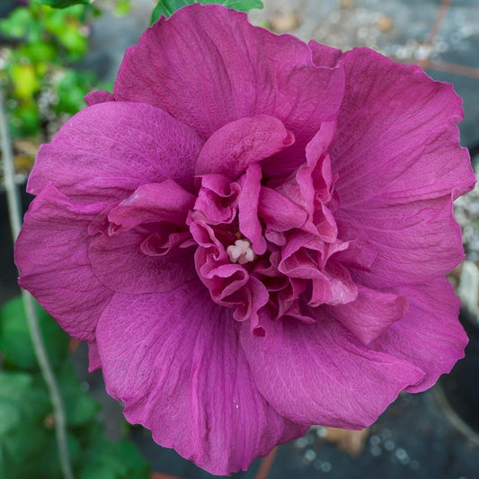 Magenta Chiffon Rose of Sharon up close.