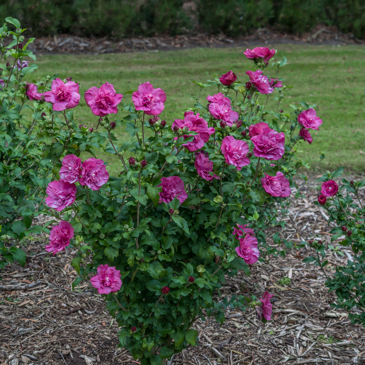 Magenta Chiffon® Rose of Sharon (Hibiscus syriacus)