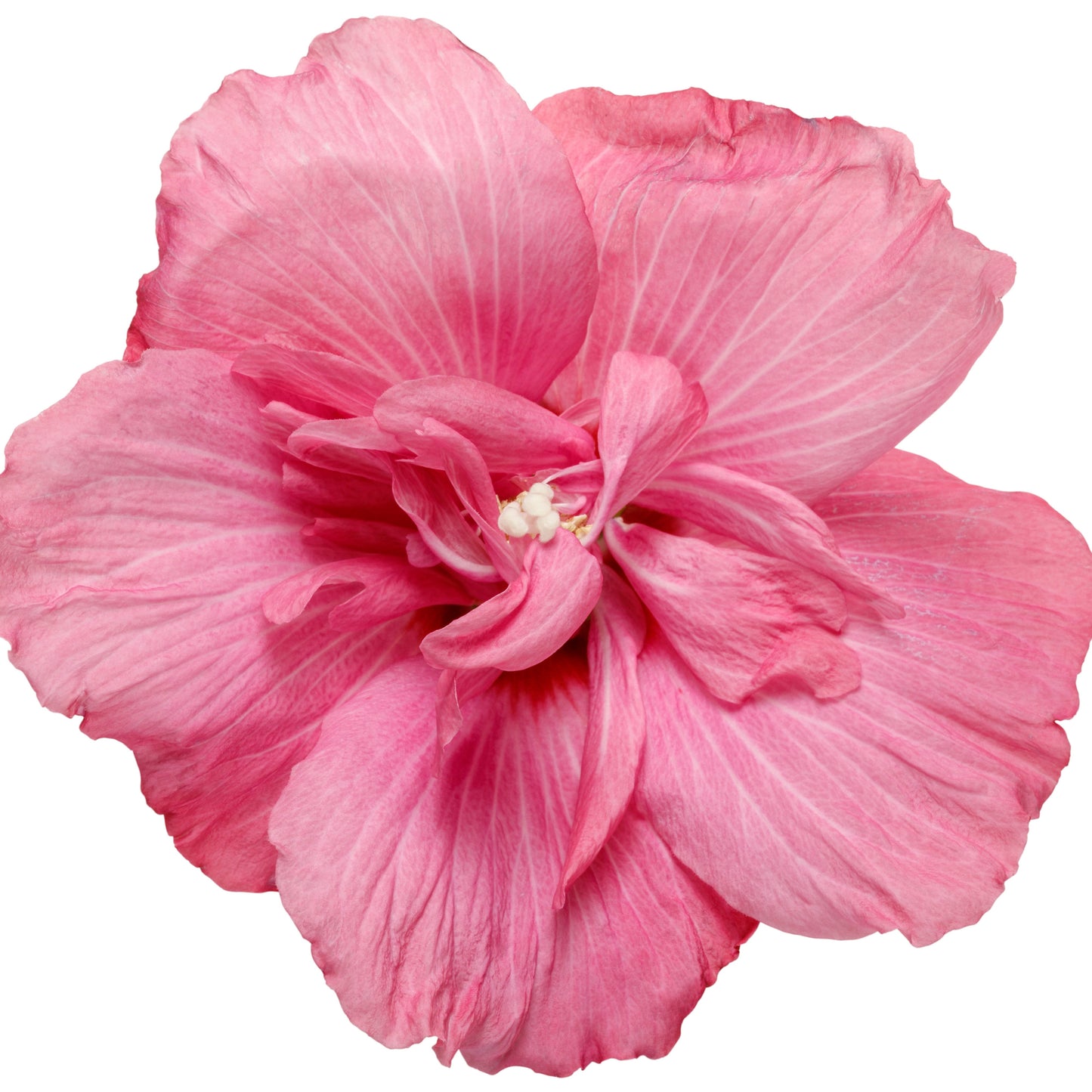Magenta Chiffon® Rose of Sharon (Hibiscus syriacus)