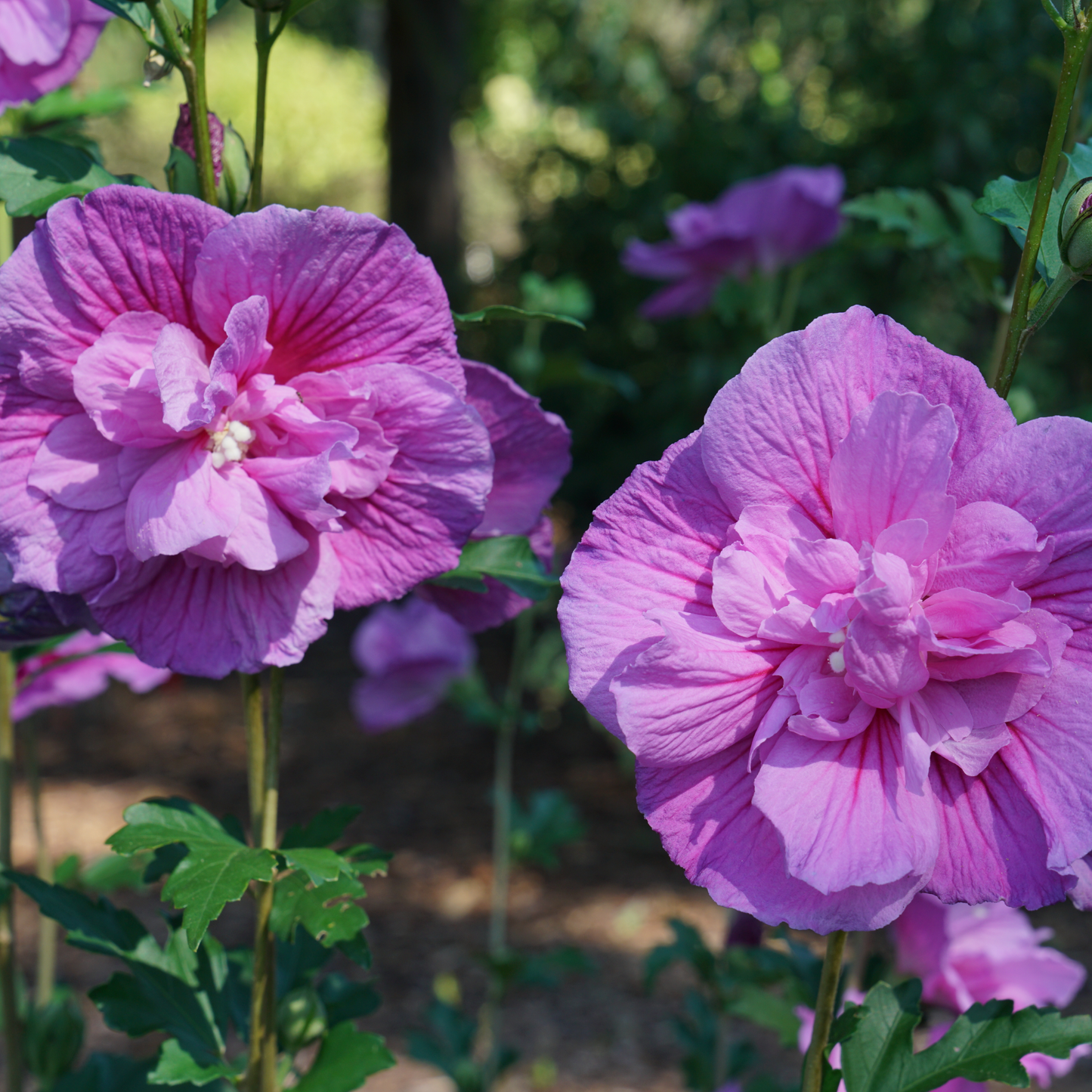 Dark Lavender Chiffon® Rose of Sharon (Hibiscus syriacus)