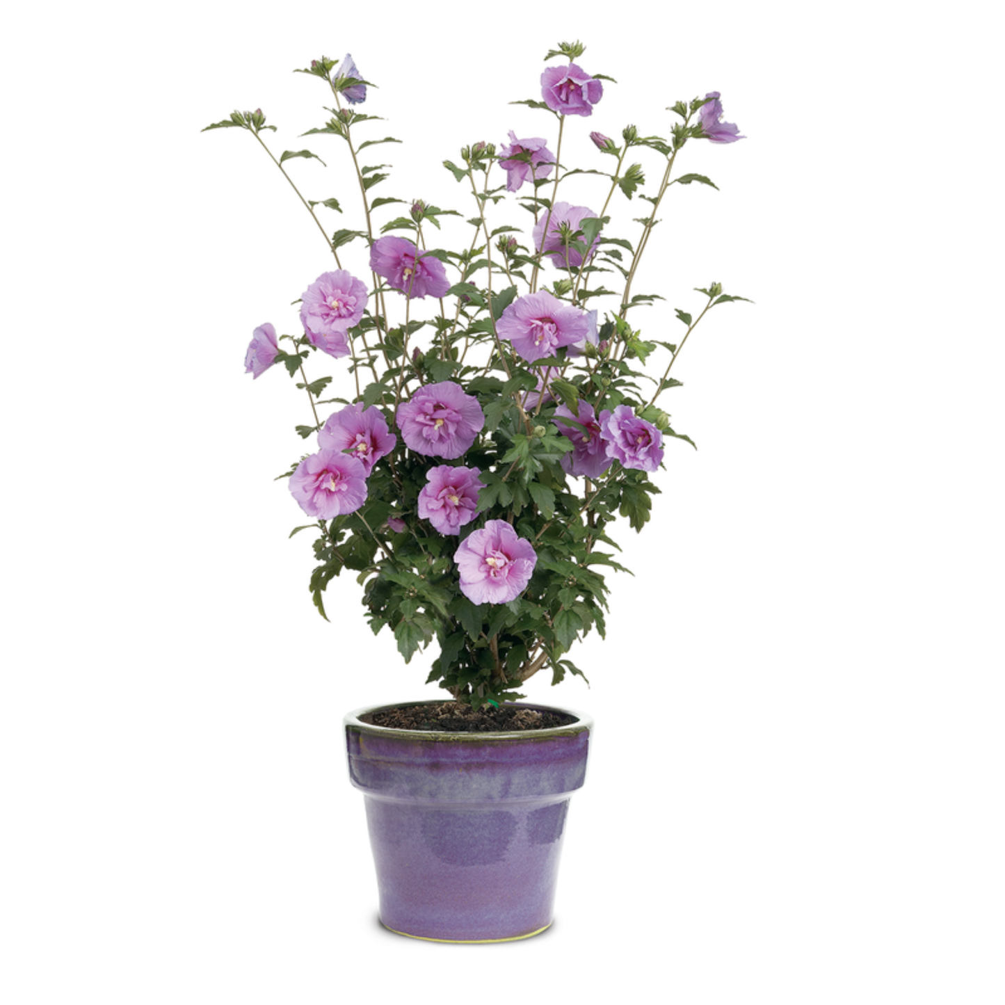 Dark Lavender Chiffon® Rose of Sharon (Hibiscus syriacus)