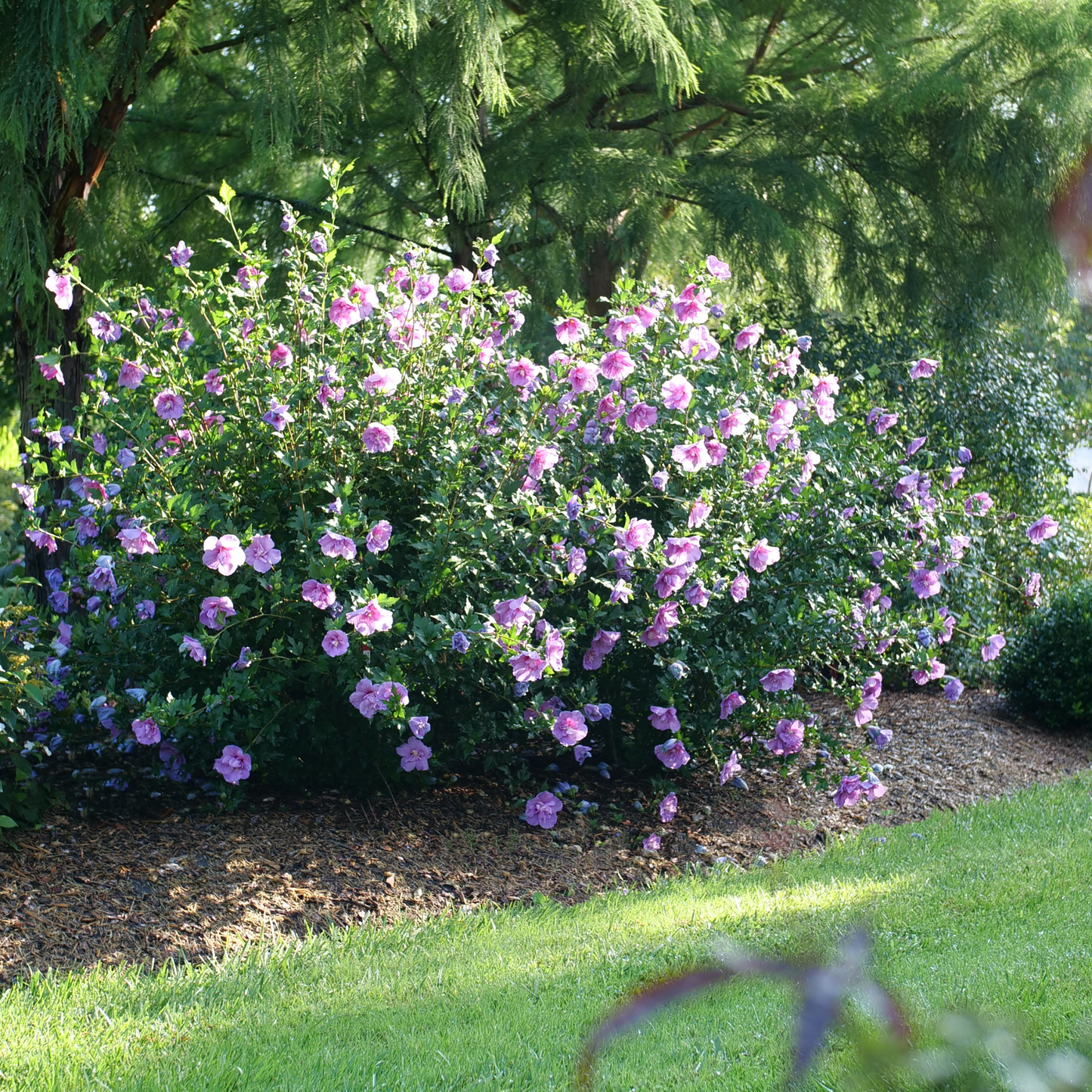 Dark Lavender Chiffon® Rose of Sharon (Hibiscus syriacus)
