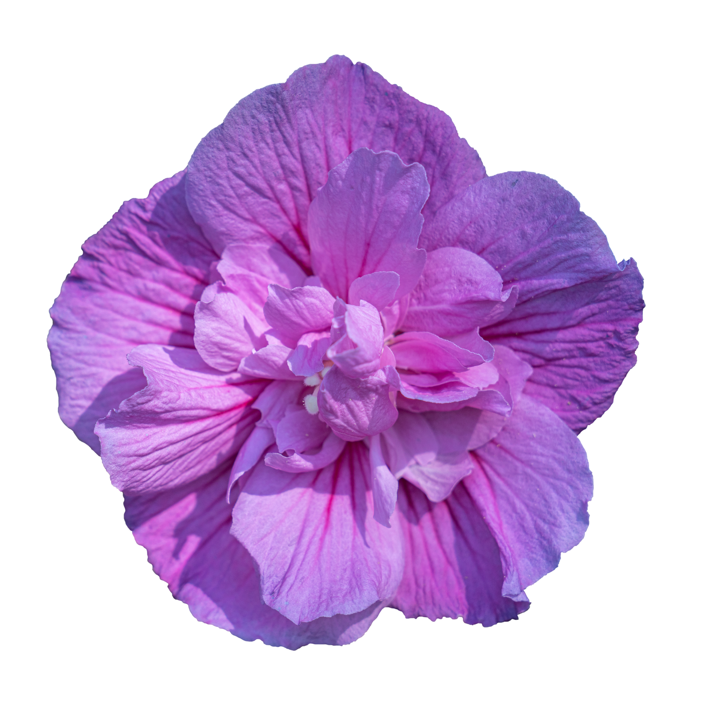 Dark Lavender Chiffon® Rose of Sharon (Hibiscus syriacus)
