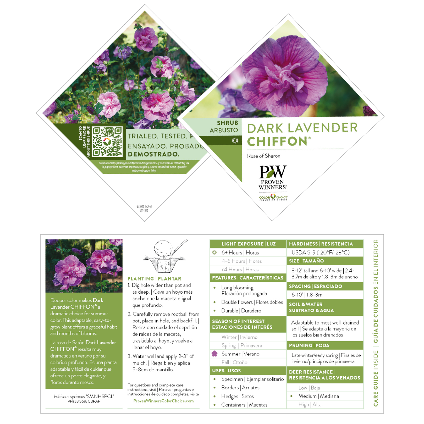 Dark Lavender Chiffon® Rose of Sharon (Hibiscus syriacus)