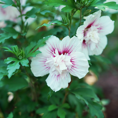 Starblast Chiffon® Rose of Sharon (Hibiscus syriacus)