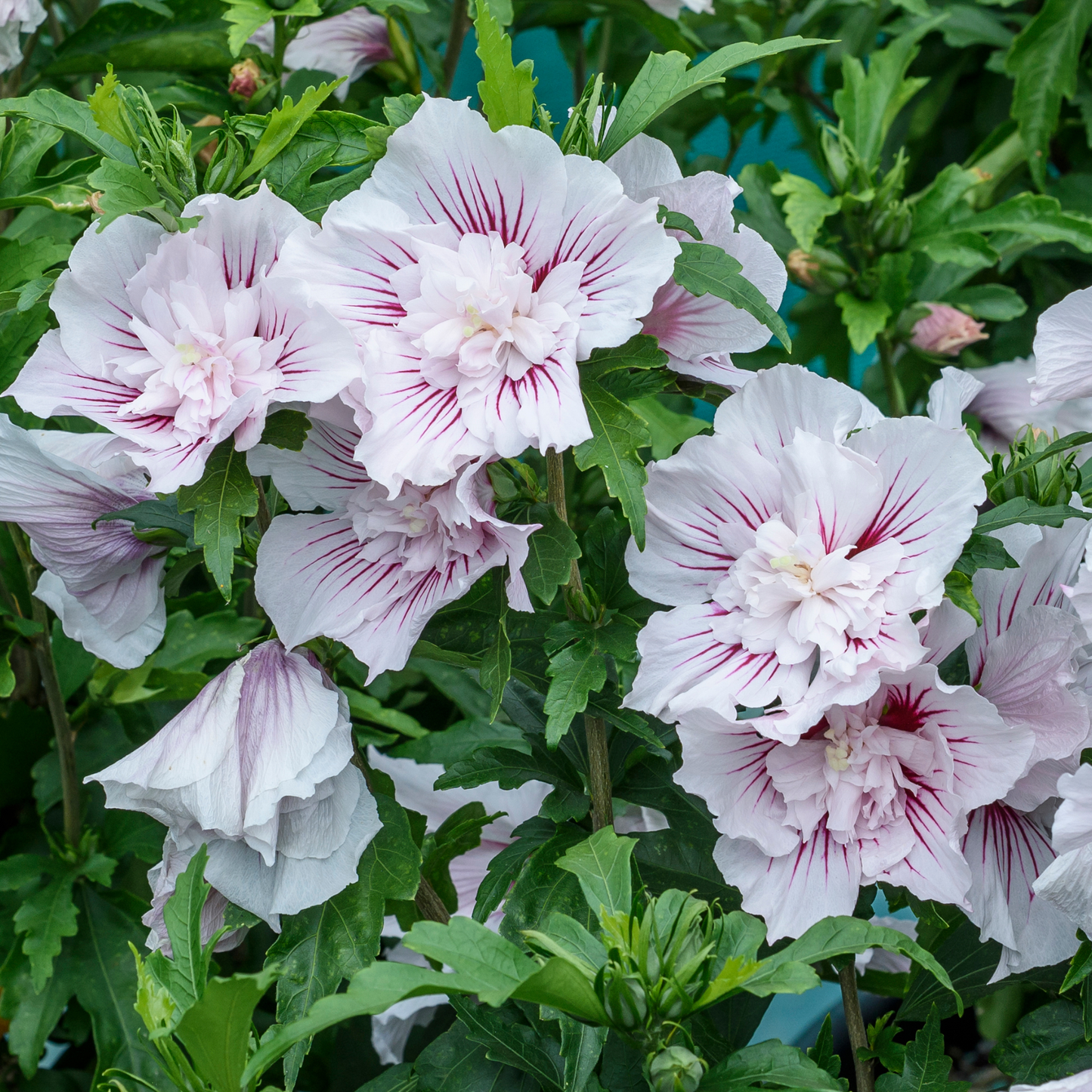 Starblast Chiffon® Rose of Sharon (Hibiscus syriacus)