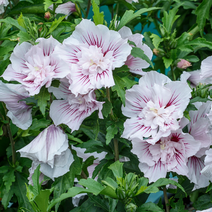 Starblast Chiffon® Rose of Sharon (Hibiscus syriacus)
