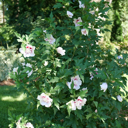 Starblast Chiffon® Rose of Sharon (Hibiscus syriacus)