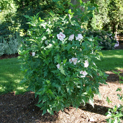 Starblast Chiffon® Rose of Sharon (Hibiscus syriacus)