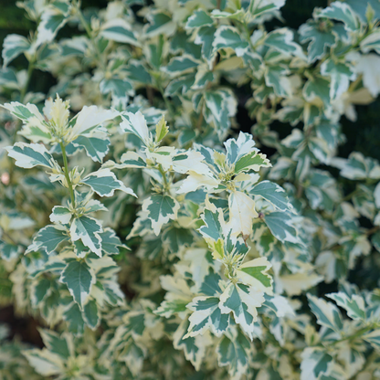 Sugar Tip® Rose of Sharon (Hibiscus syriacus)