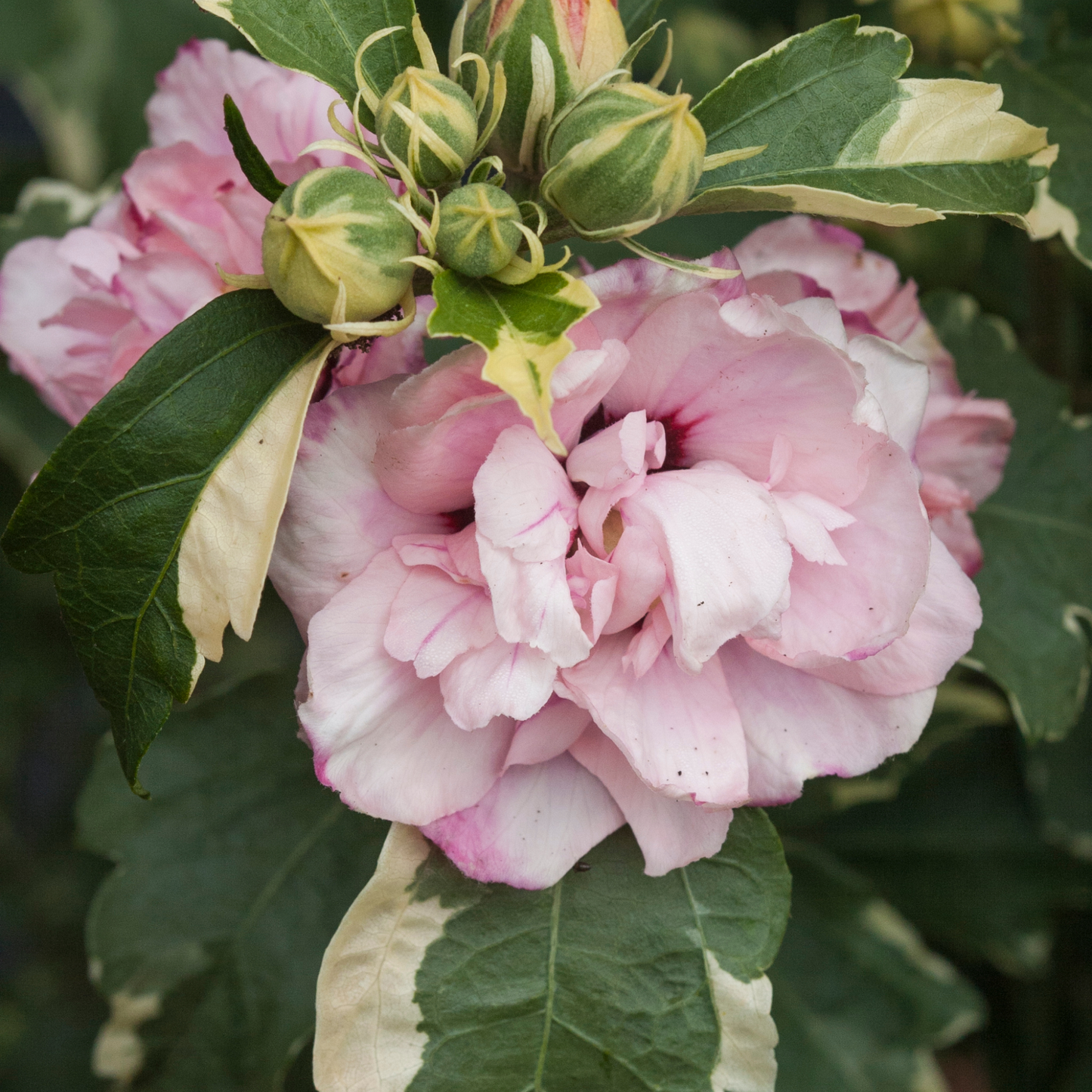 Sugar Tip® Rose of Sharon (Hibiscus syriacus)
