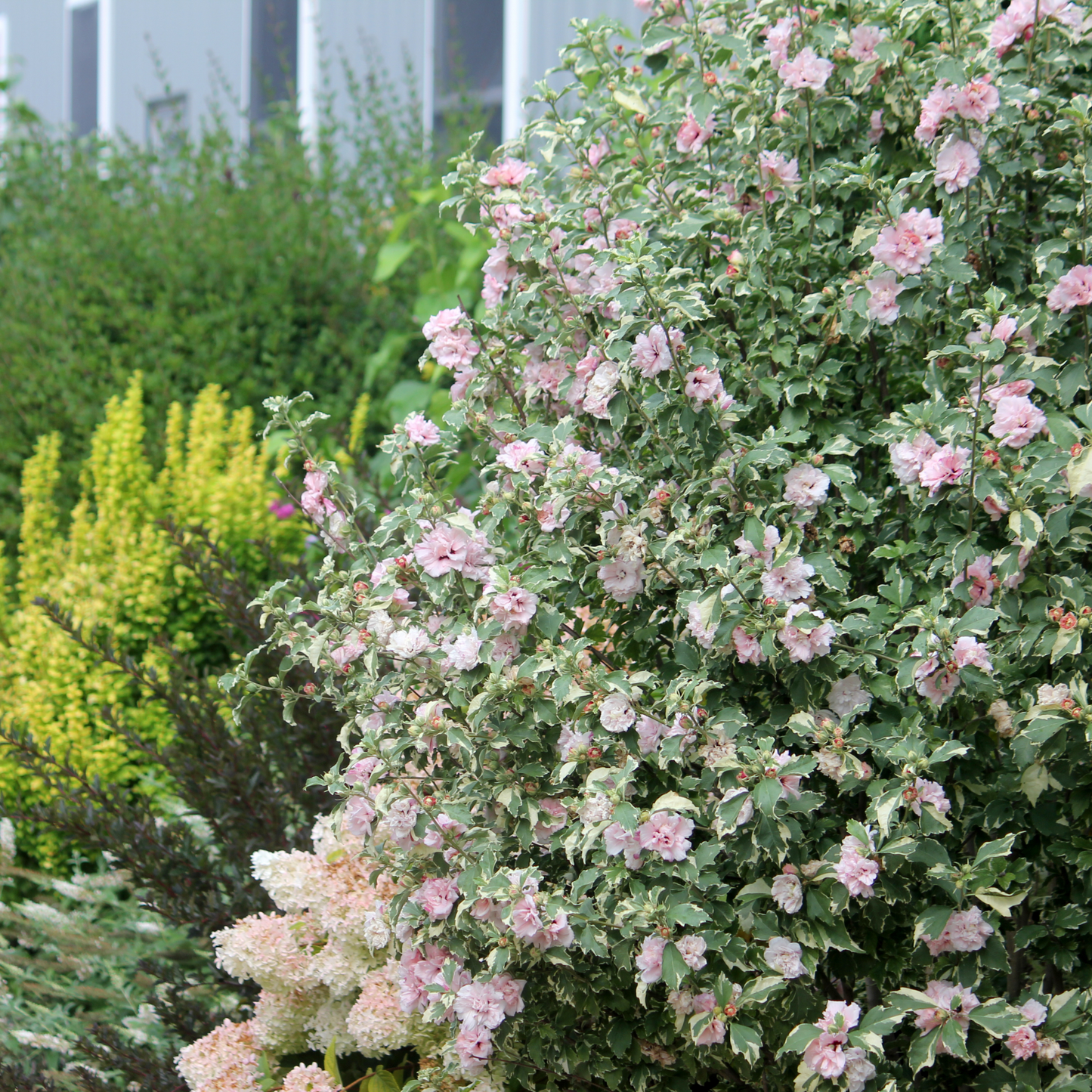 Sugar Tip® Rose of Sharon (Hibiscus syriacus)