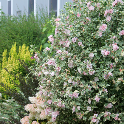 Sugar Tip® Rose of Sharon (Hibiscus syriacus)