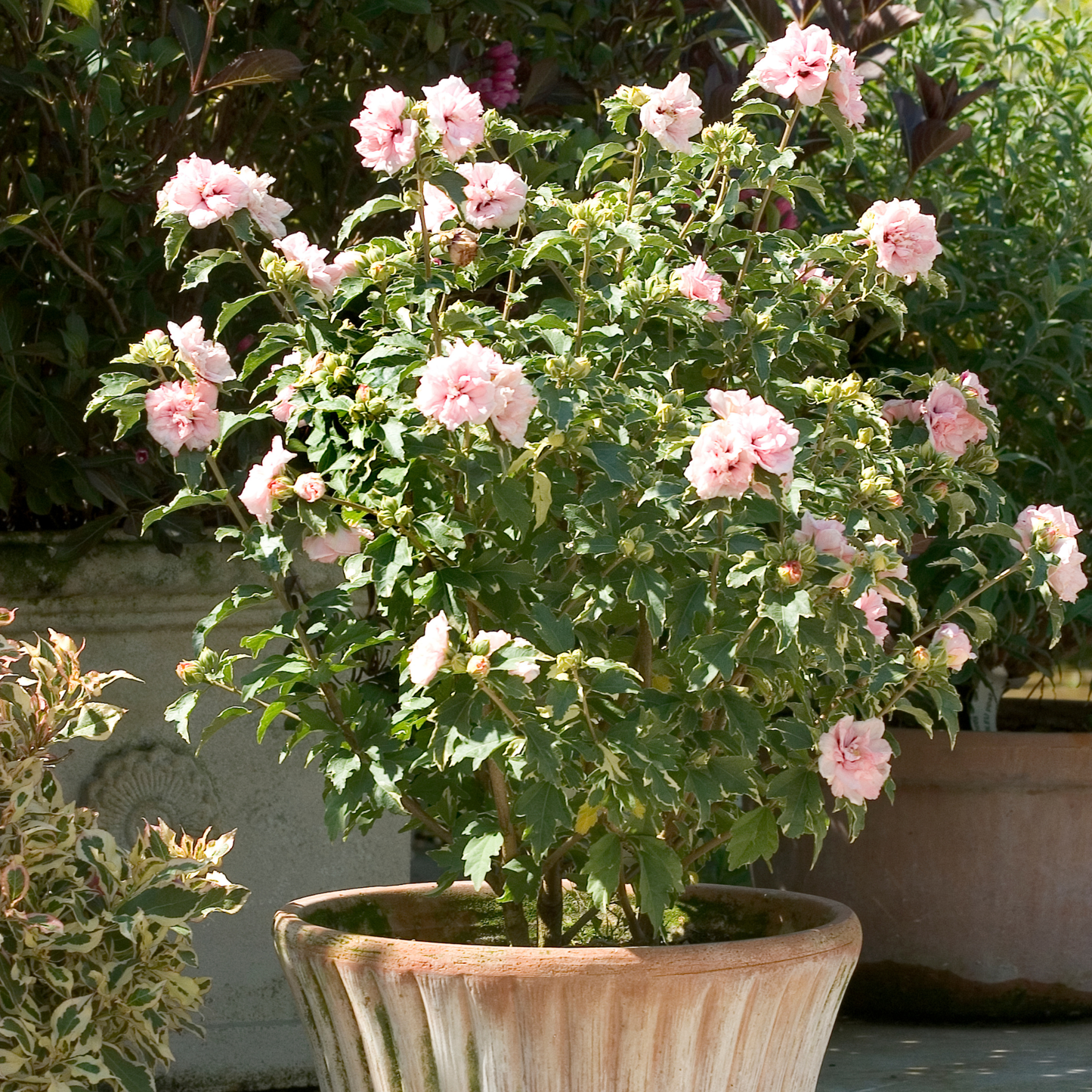 Sugar Tip® Rose of Sharon (Hibiscus syriacus)