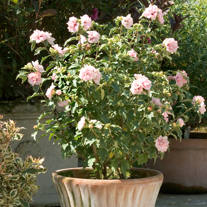 Sugar Tip® Rose of Sharon (Hibiscus syriacus)