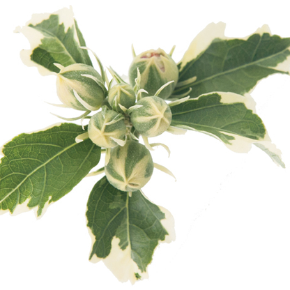 Sugar Tip® Rose of Sharon (Hibiscus syriacus)