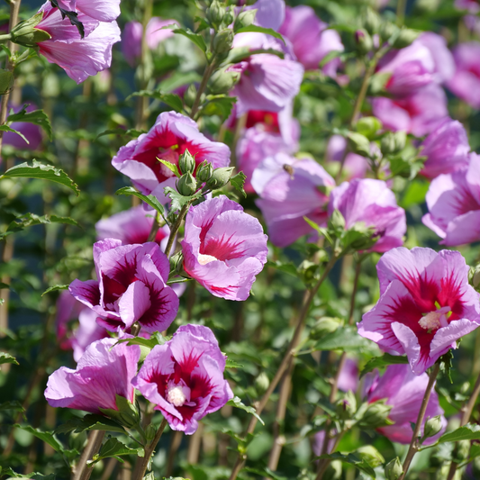 Purple Pillar® Rose of Sharon (Hibiscus syriacus)