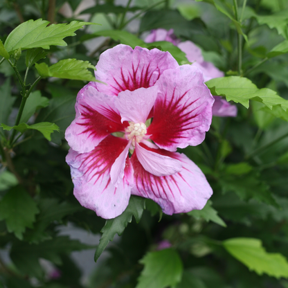 Purple Pillar® Rose of Sharon (Hibiscus syriacus)