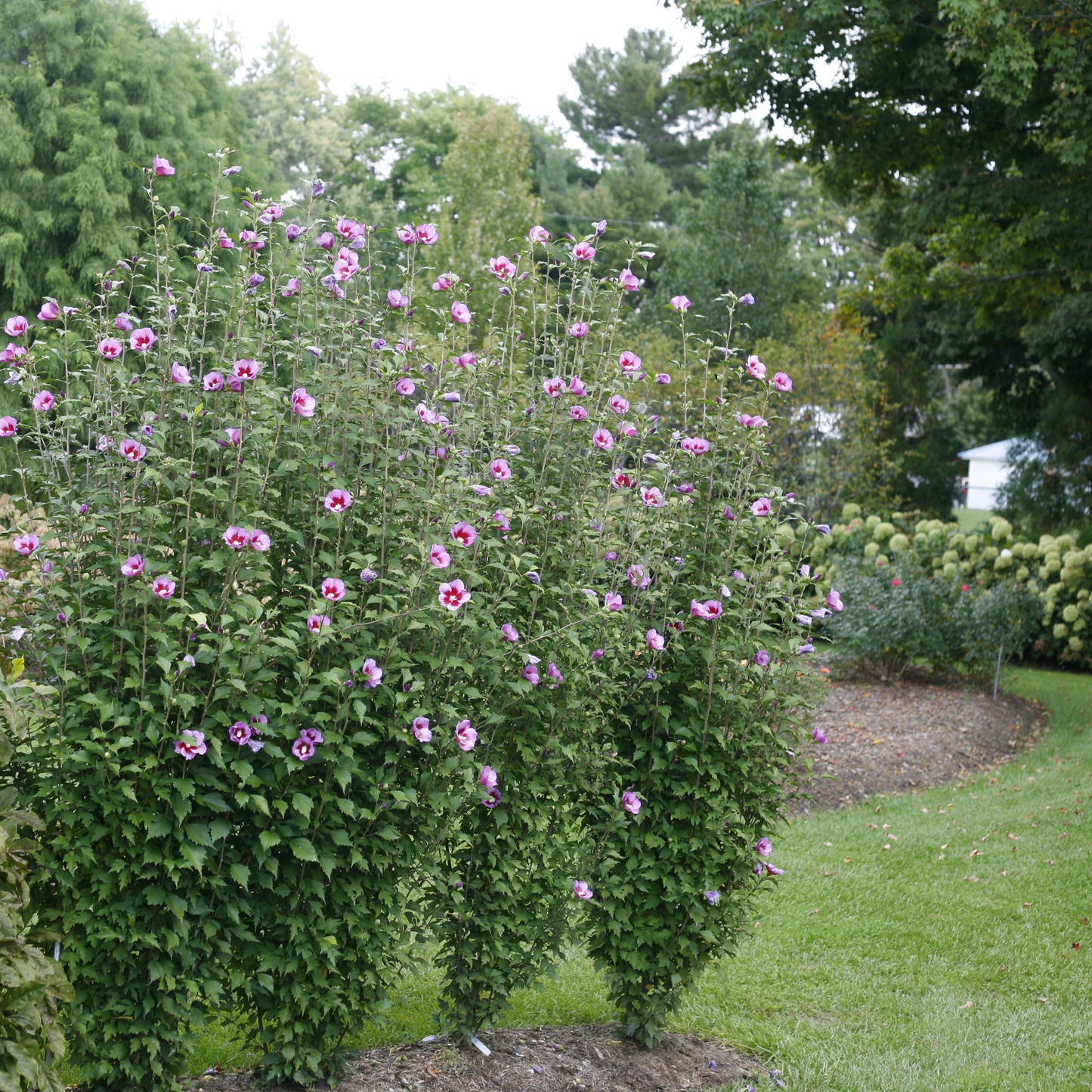 Purple Pillar® Rose of Sharon (Hibiscus syriacus)