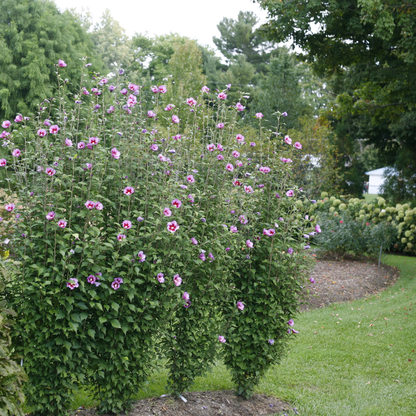 Purple Pillar® Rose of Sharon (Hibiscus syriacus)