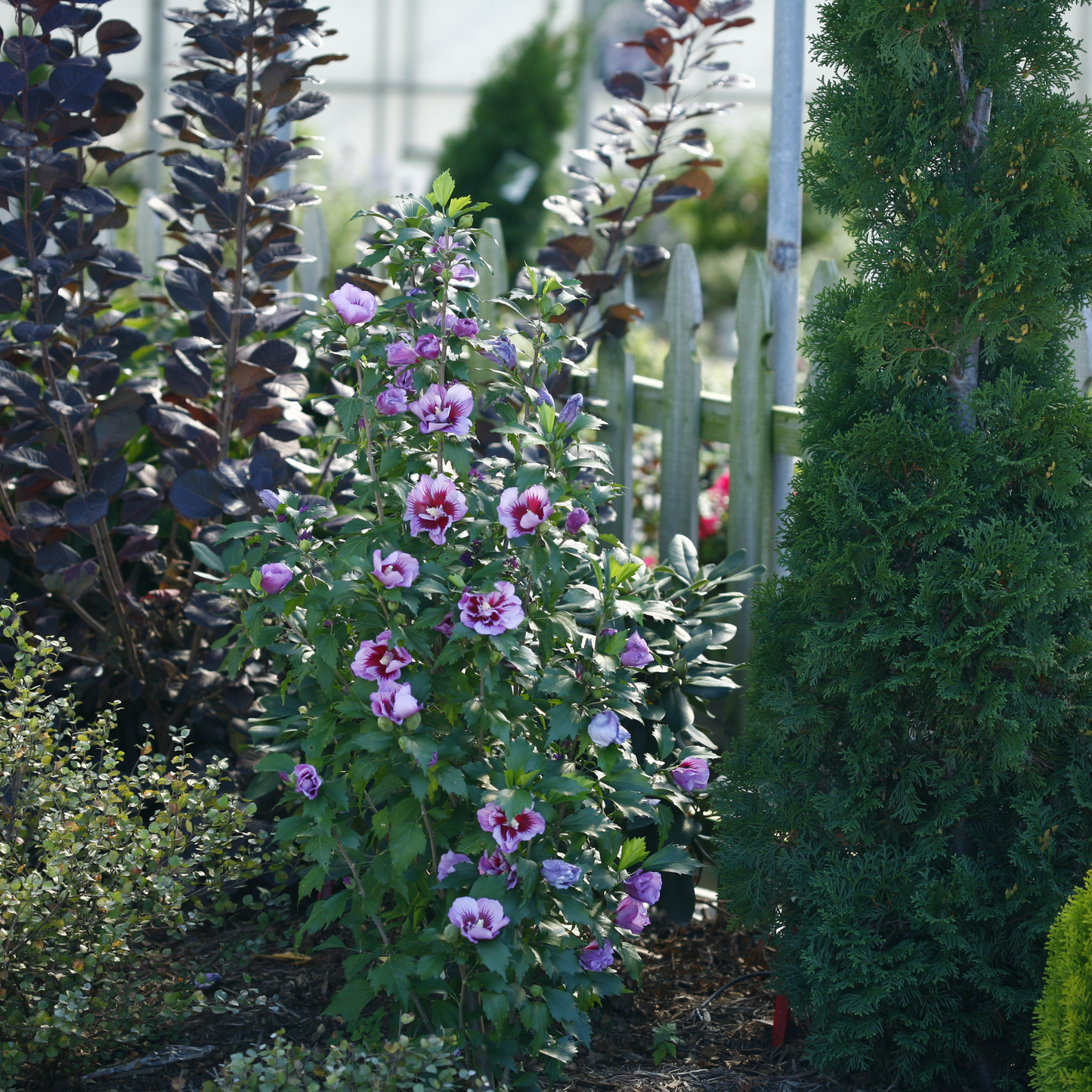 Purple Pillar® Rose of Sharon (Hibiscus syriacus)