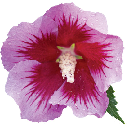 Purple Pillar® Rose of Sharon (Hibiscus syriacus)
