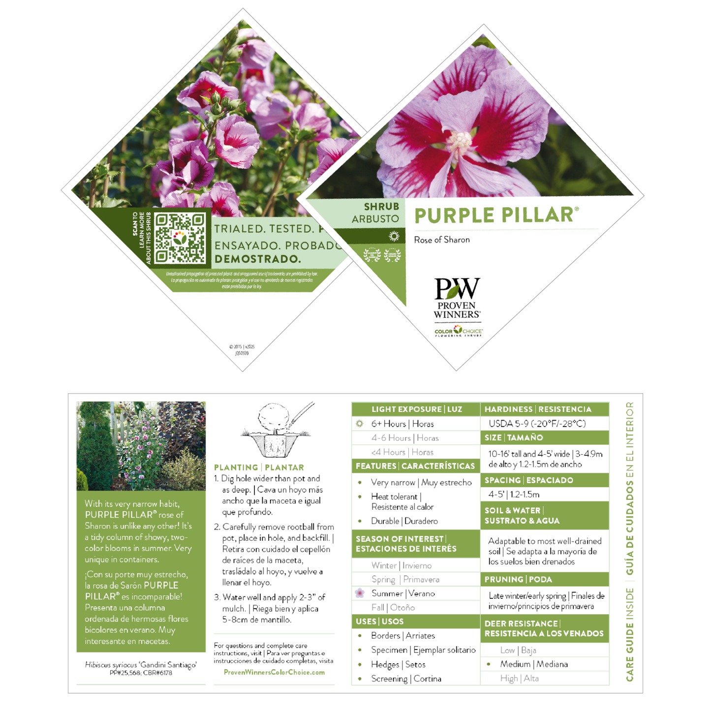 Purple Pillar® Rose of Sharon (Hibiscus syriacus)