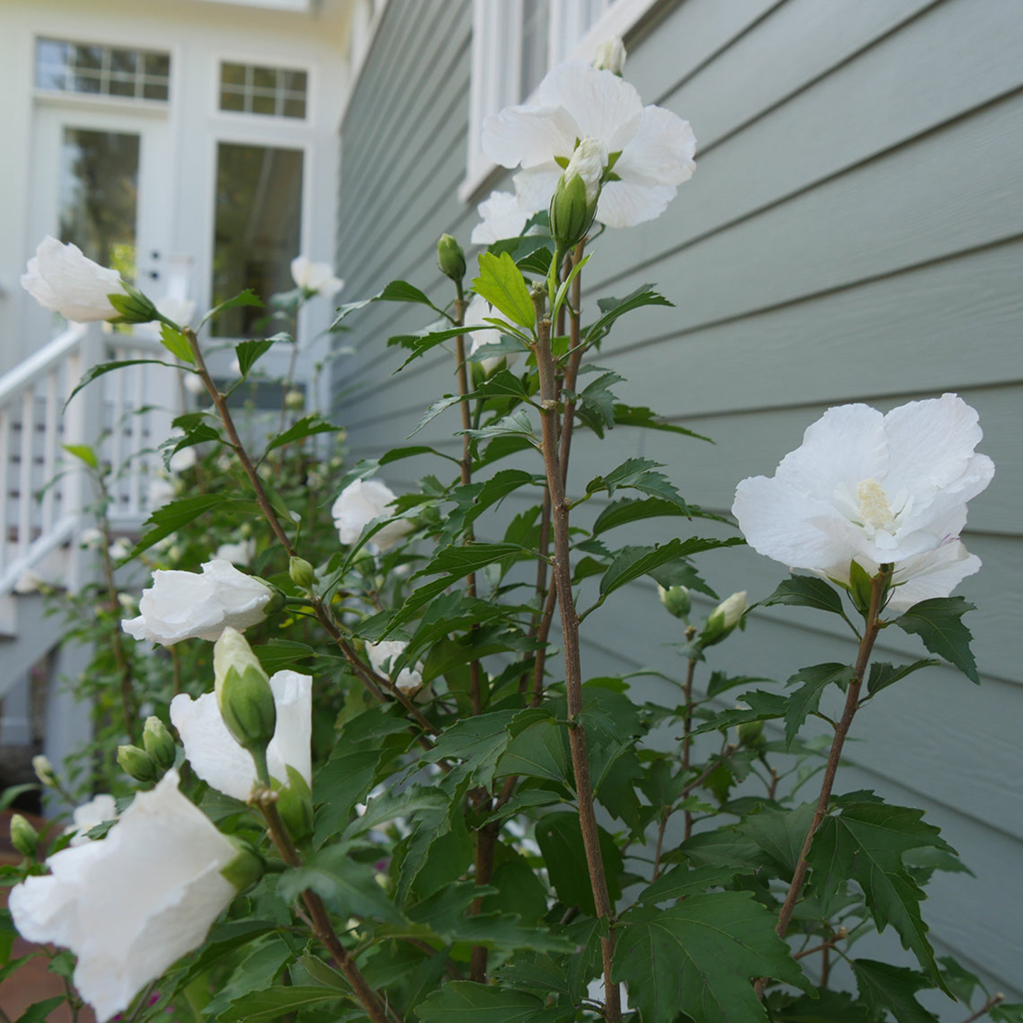 White Pillar® Rose of Sharon (Hibiscus syriacus)
