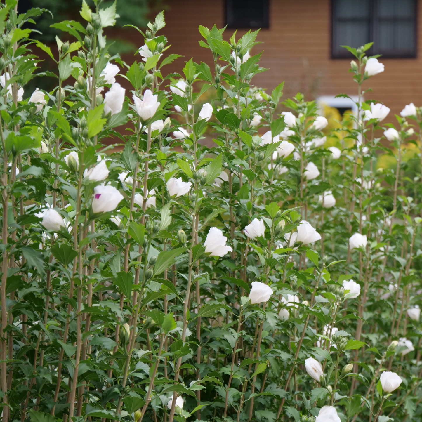White Pillar® Rose of Sharon (Hibiscus syriacus)