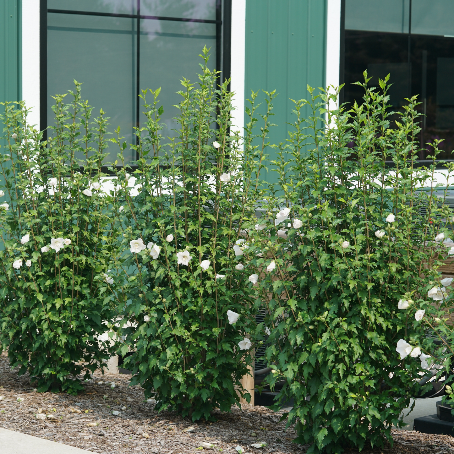White Pillar® Rose of Sharon (Hibiscus syriacus)