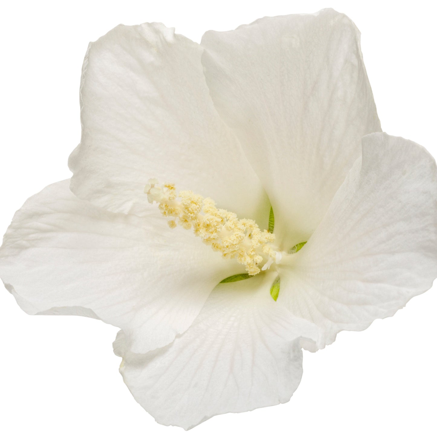 White Pillar® Rose of Sharon (Hibiscus syriacus)