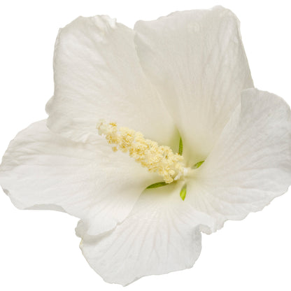 White Pillar® Rose of Sharon (Hibiscus syriacus)