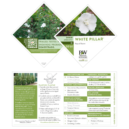 White Pillar® Rose of Sharon (Hibiscus syriacus)
