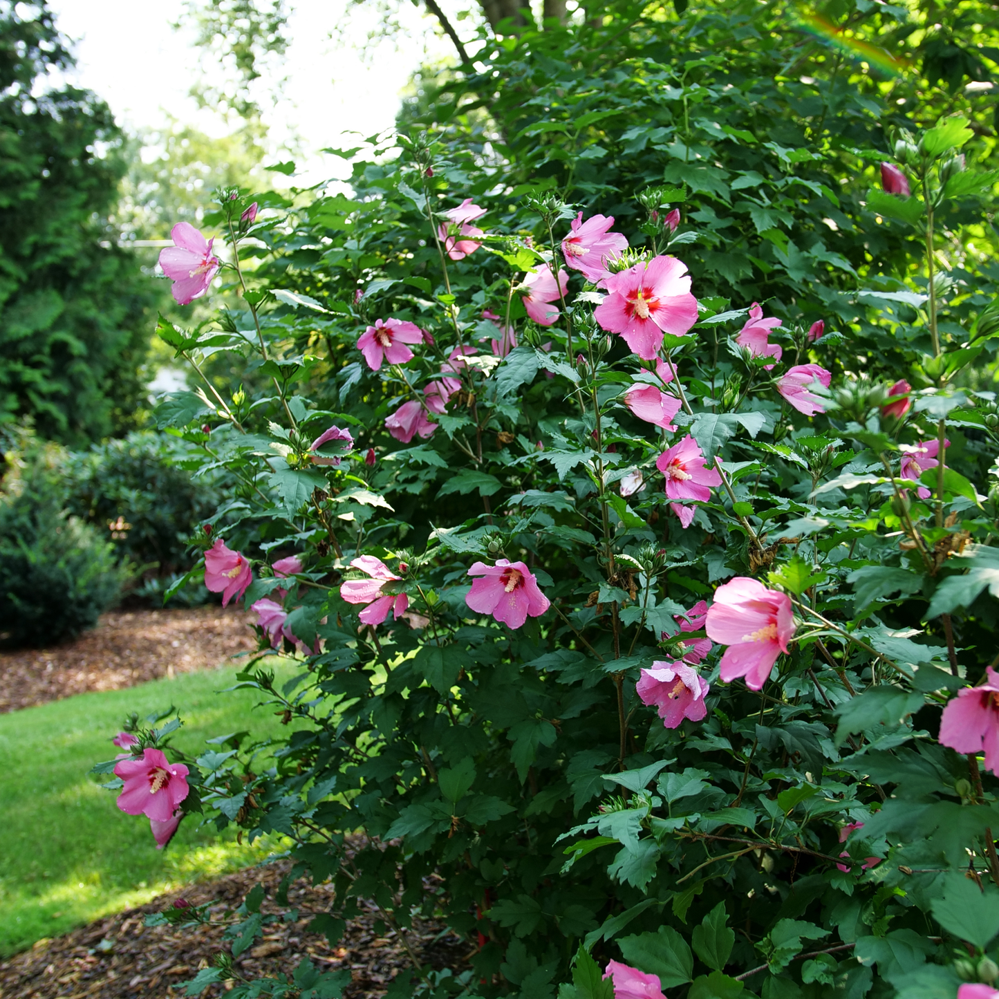 Paraplu Rouge® Rose of Sharon (Hibiscus syriacus)