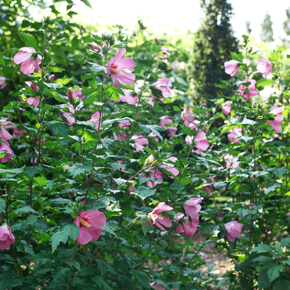 Paraplu Rouge® Rose of Sharon (Hibiscus syriacus)