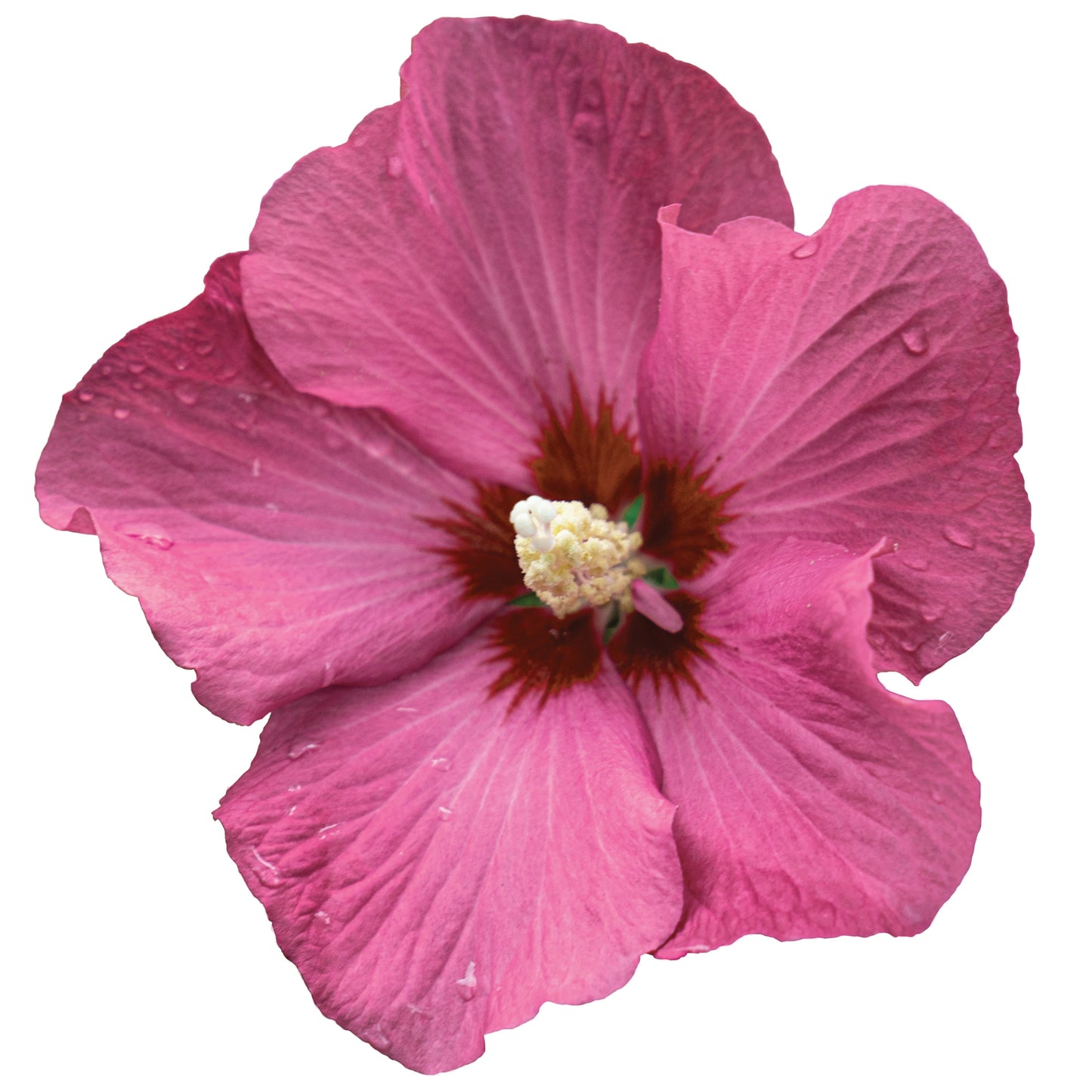Paraplu Rouge® Rose of Sharon (Hibiscus syriacus)