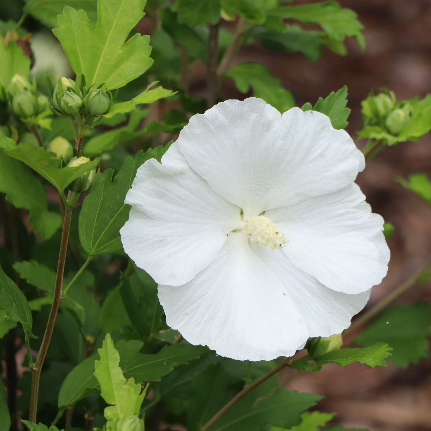 Paraplu® Pure White Rose of Sharon (Hibiscus syriacus) | Proven Winners® New Variety 2026