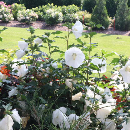Paraplu® Pure White Rose of Sharon (Hibiscus syriacus) | Proven Winners® New Variety 2026
