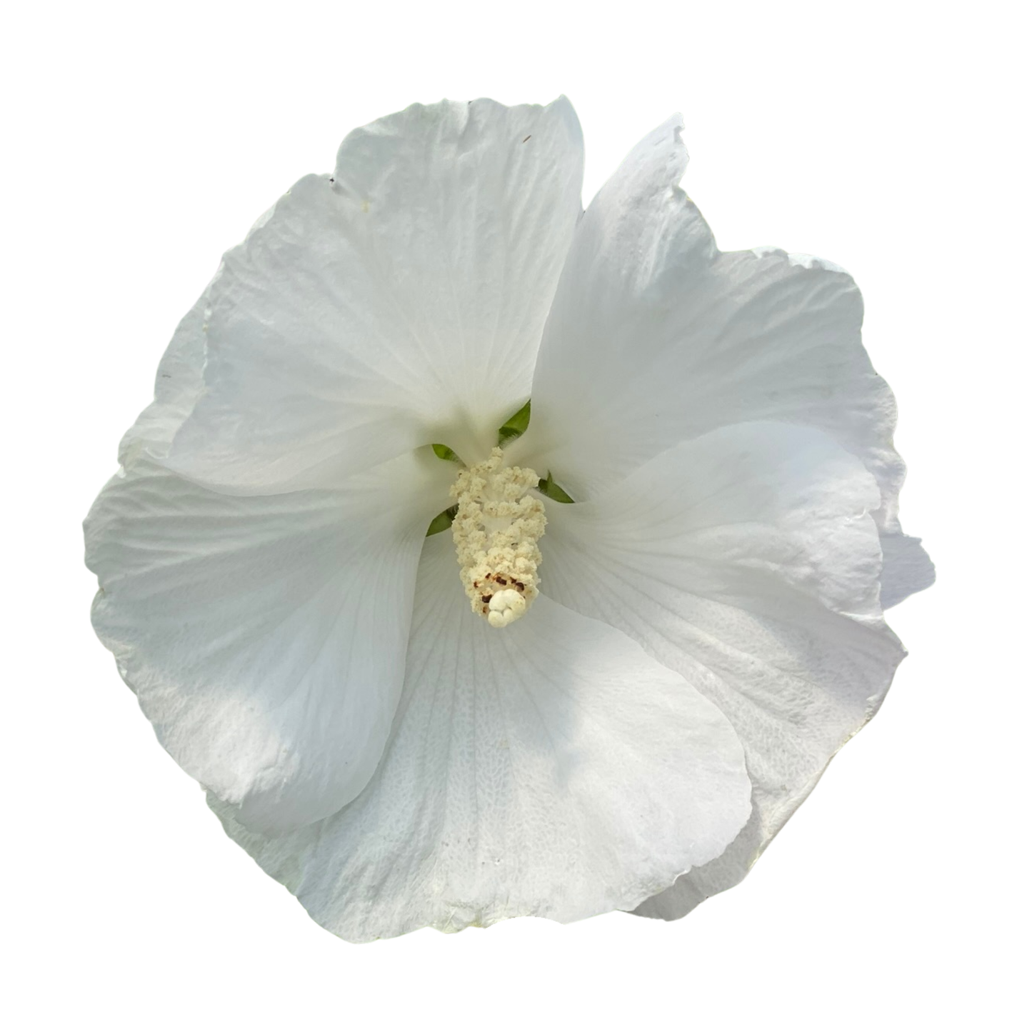 Paraplu® Pure White Rose of Sharon (Hibiscus syriacus) | Proven Winners® New Variety 2026