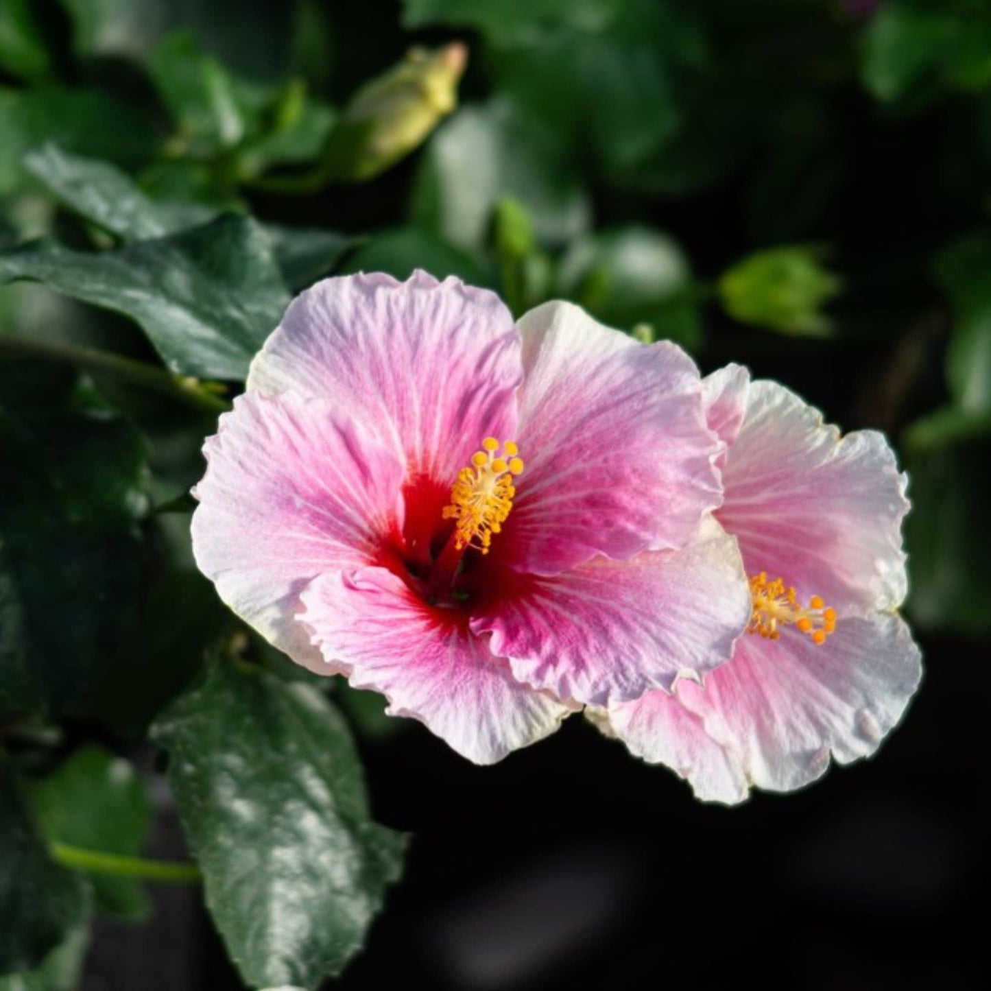 Hollywood Hibiscus® America's Sweetheart™ Tropical Hibiscus (Hibiscus Rosa-sinensis)