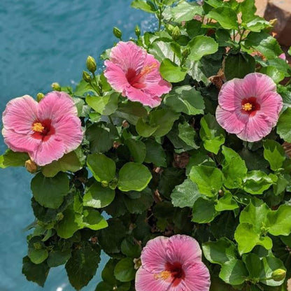 Hollywood Hibiscus® America's Sweetheart™ Tropical Hibiscus (Hibiscus Rosa-sinensis)